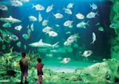 Самые большие океанариумы в мире