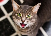 10 самых интересных фактов о кошках