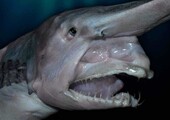 10 чудовищ, которые были обнаружены в глубинах океана