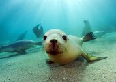 10 самых опасных морских животных в мире