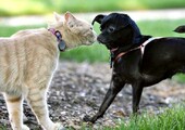 10 отличий между любителями кошек и собак