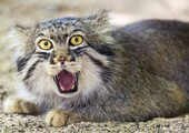 10 самых агрессивных кошек