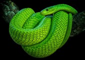 10 самых опасных змей убийц